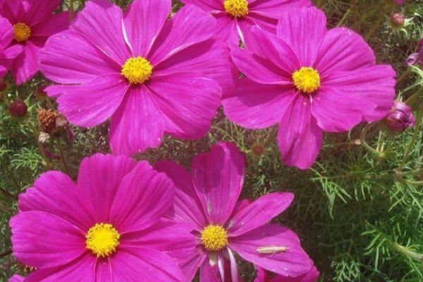 格?；?/></p><p style=