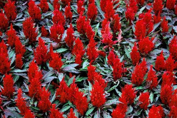 鳳尾雞冠花 鳳尾雞冠花