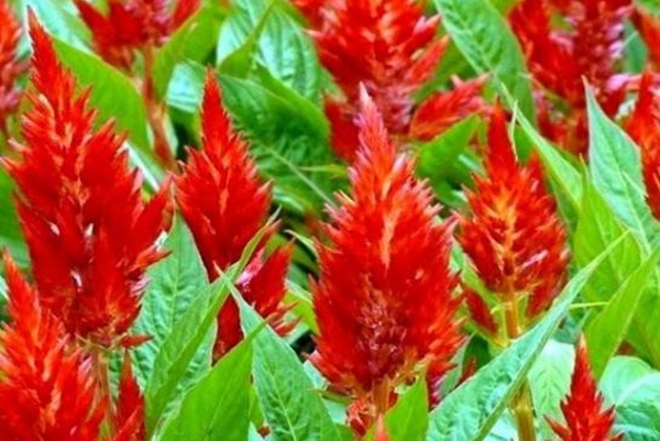 鳳尾雞冠花 鳳尾雞冠花