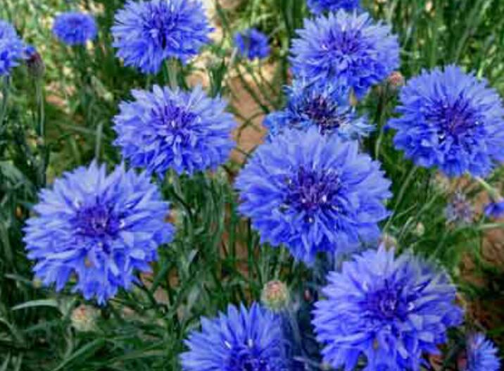 1638086822778690.jpg 1638086822778690.jpg