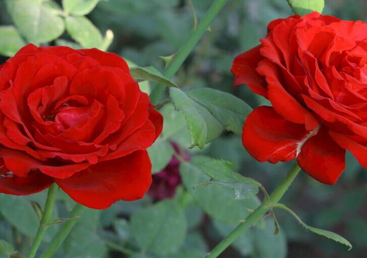 1638087485557736.jpg 月季2222222222222222.jpg