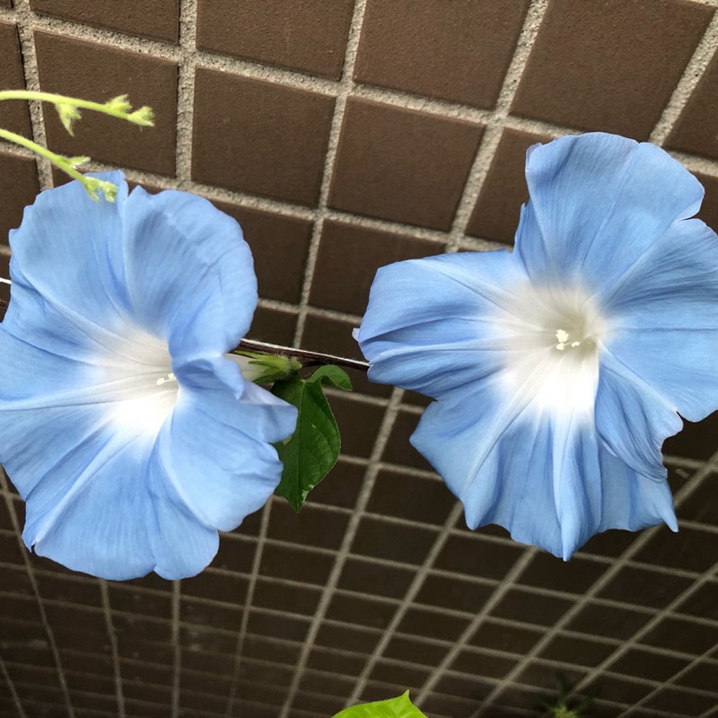 矮牽牛花 矮牽牛花