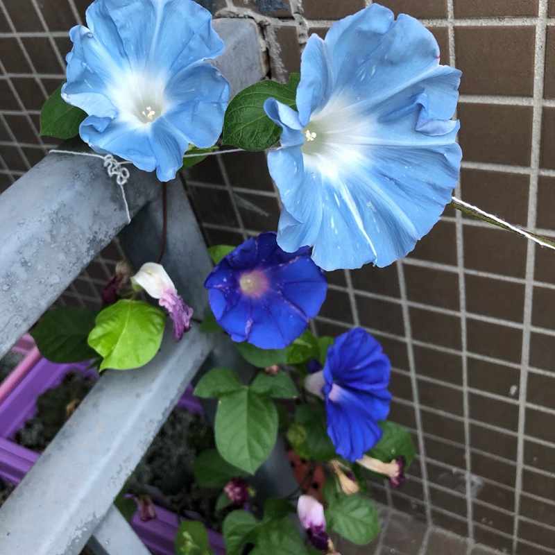 矮牽牛花 矮牽牛花