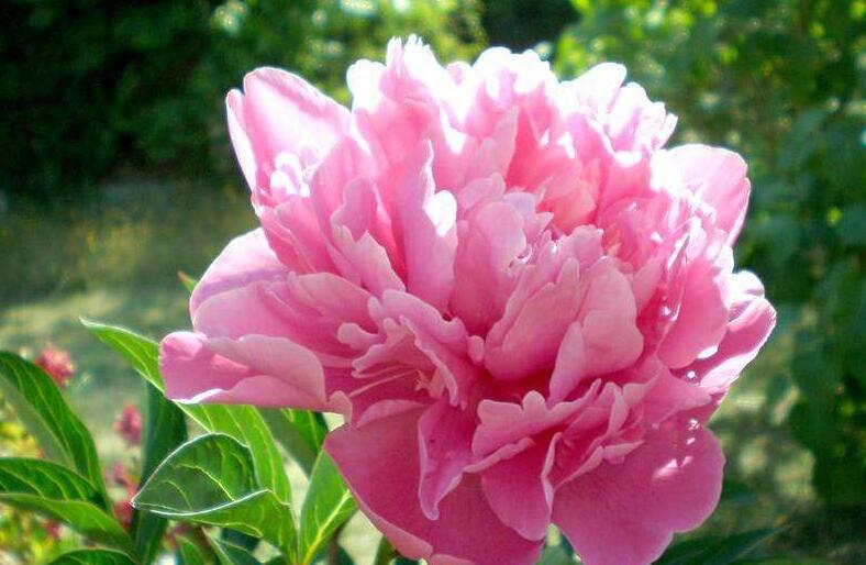 1638355566544730.jpg 牡丹22222222222.jpg