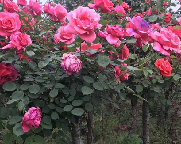 1639382376362896.jpg 1639382376362896.jpg