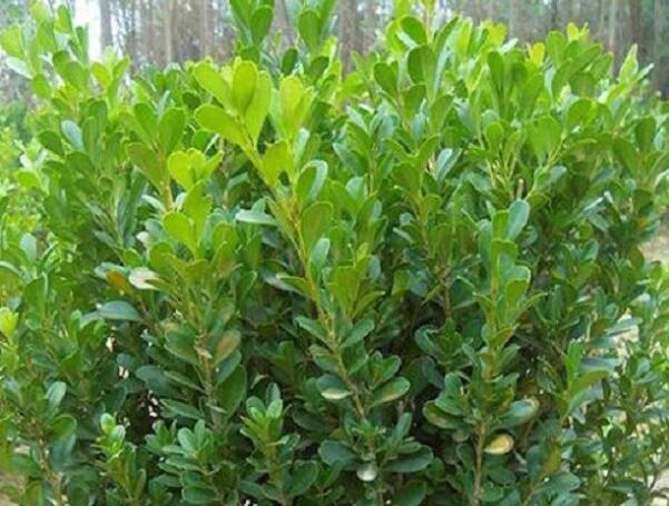 1639396941835142.jpg 1639396941835142.jpg