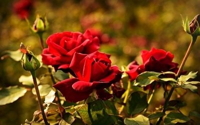 1639475577215496.jpg 1639475577215496.jpg