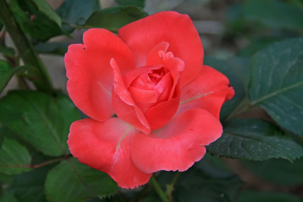 1639475613549663.jpg 1639475613549663.jpg