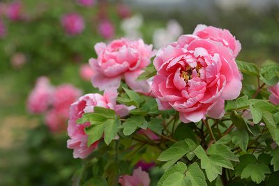 1639476015315824.jpg 1639476015315824.jpg