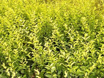 1639823949574598.jpg 1639823949574598.jpg