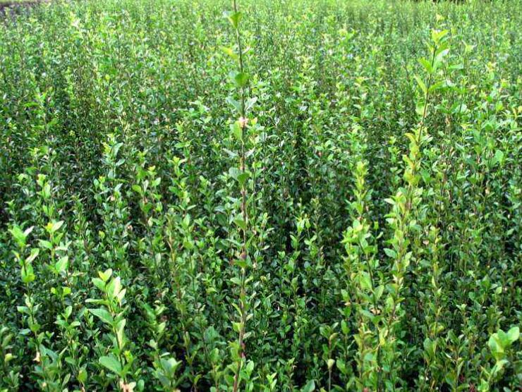 1639839915896254.jpg 1639839915896254.jpg