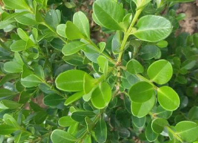 1639909454315279.jpg 1639909454315279.jpg