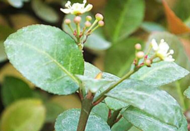 1639977905243338.jpg 1639977905243338.jpg