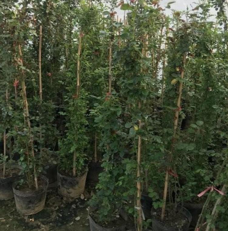 爬藤月季 爬藤月季