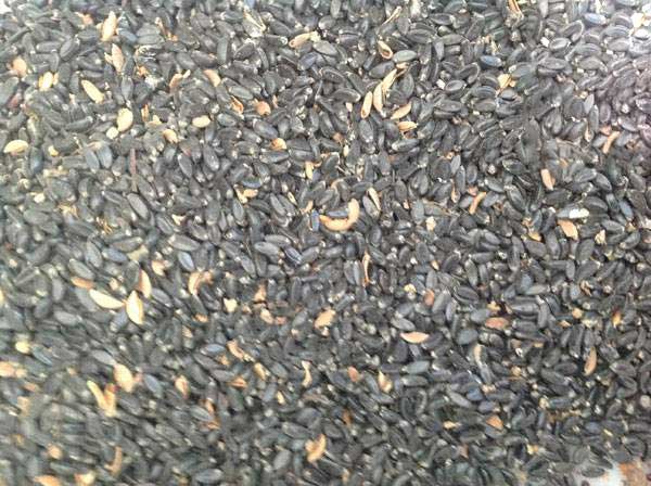 1640071560424252.jpg 黃楊子.jpg