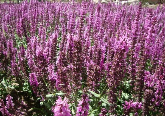 1640074056310425.jpg 1640074056310425.jpg