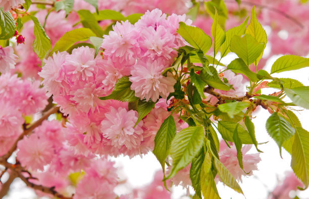 1640260218150733.jpg 999055fe9aed7ba16fdc01f88acb7125_t011ff9d366bfd001cc.jpg