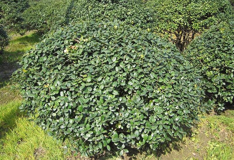 1640316052194075.jpg 1640316052194075.jpg