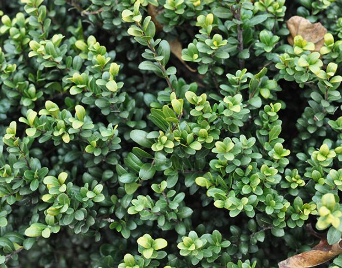 1640319364395627.jpg 1640319364395627.jpg