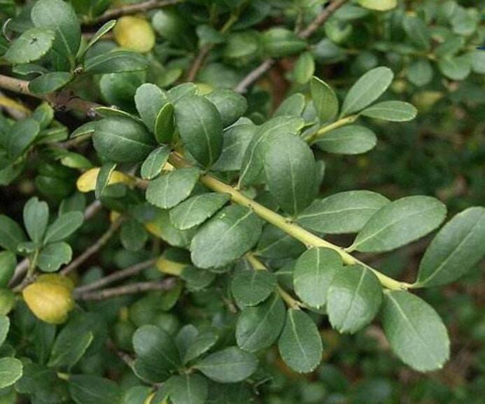 1640319364968964.jpg 1640319364968964.jpg