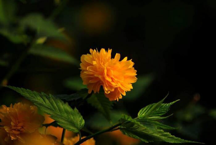 1640324693715109.jpg 1640324693715109.jpg