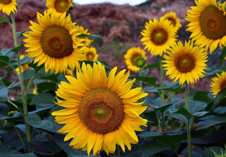 1640681723477143.jpg 1640681723477143.jpg