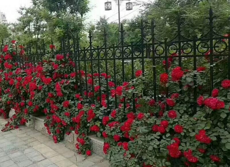 1640758841810783.jpg 1640758841810783.jpg