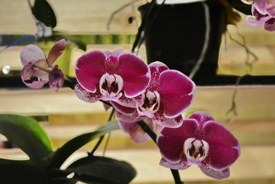 1641207022839901.jpg 1641207022839901.jpg