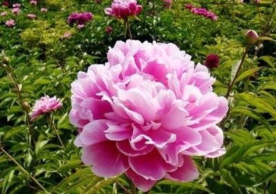 1641211838334332.jpg 1641211838334332.jpg