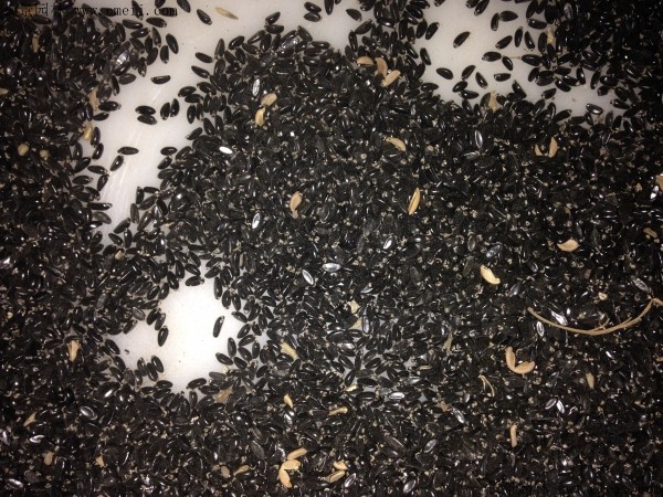 1641378819310595.jpg 1fc93ed0e0edc82e4111e4b273e39644_1-1FF21AI9343.jpg