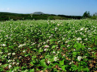 1641726802630269.jpg 1641726802630269.jpg