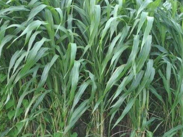 1641739909918577.jpg 1641739909918577.jpg