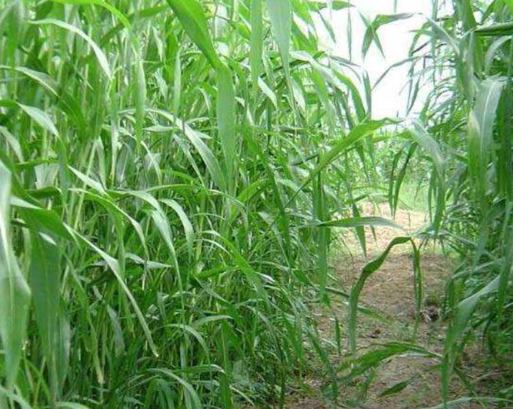 1641797008689208.jpg 1641797008689208.jpg