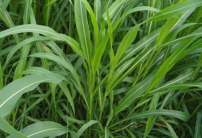 1641826080464628.jpg 1641826080464628.jpg