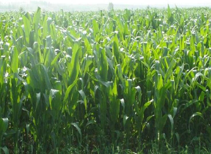 1641826090166883.jpg 1641826090166883.jpg