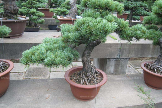 瑞光五針?biāo)?/></p><p style=