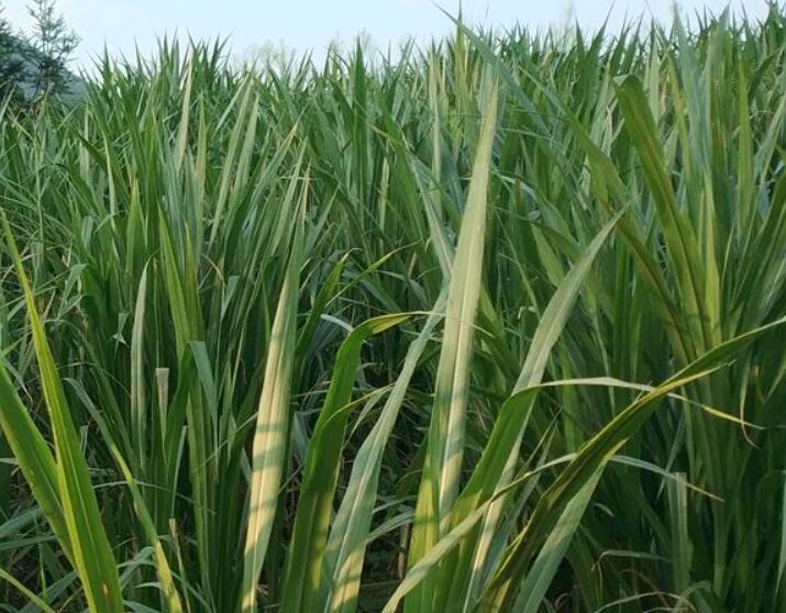 1641910277929004.jpg 1641910277929004.jpg