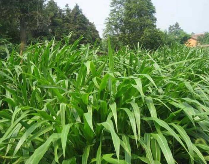 1641912600558998.jpg 1641912600558998.jpg