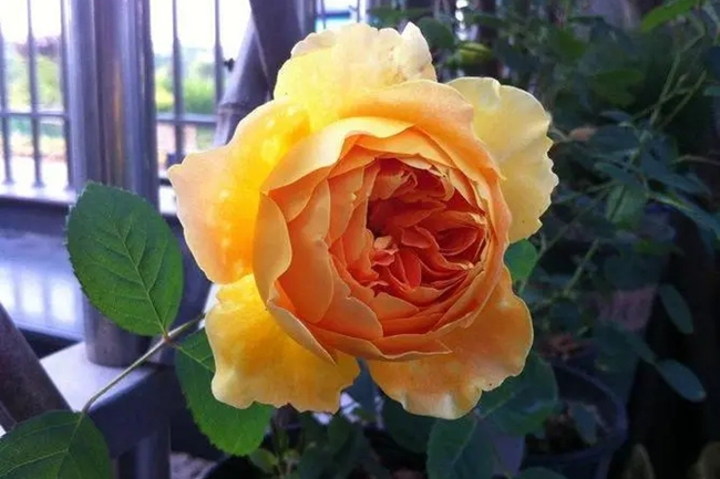 光輝月季 光輝月季