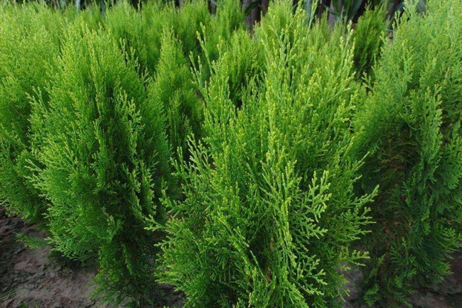 側(cè)柏 側(cè)柏