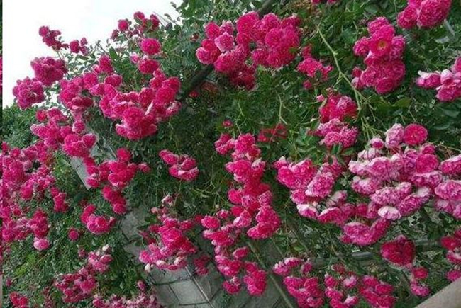 梅朗珍珠月季 梅朗珍珠月季