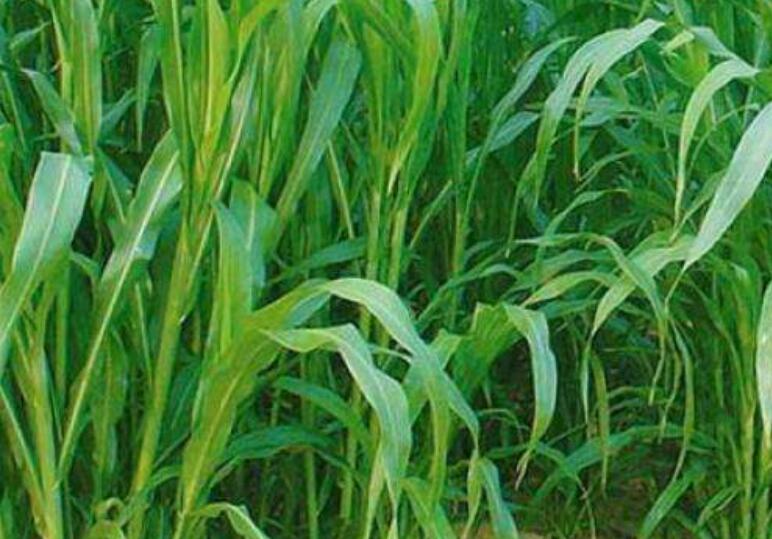 1642127780403992.jpg 1642127780403992.jpg