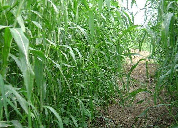 1642127790727776.jpg 1642127790727776.jpg