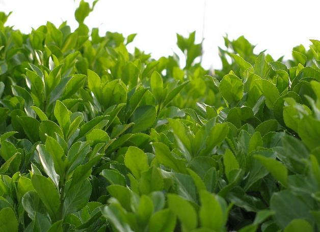 1642242126578771.jpg 1642242126578771.jpg