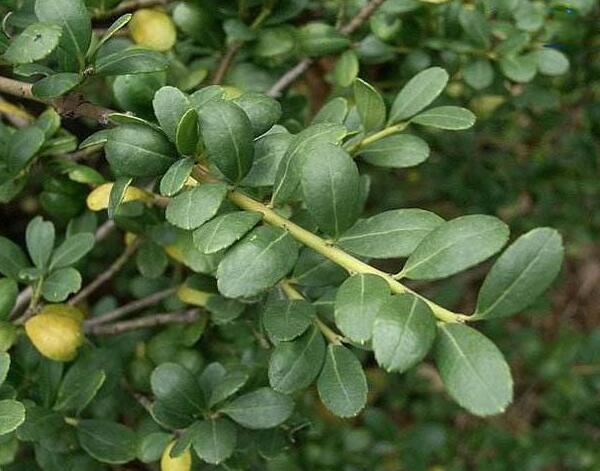 1643080989327852.jpg 1643080989327852.jpg