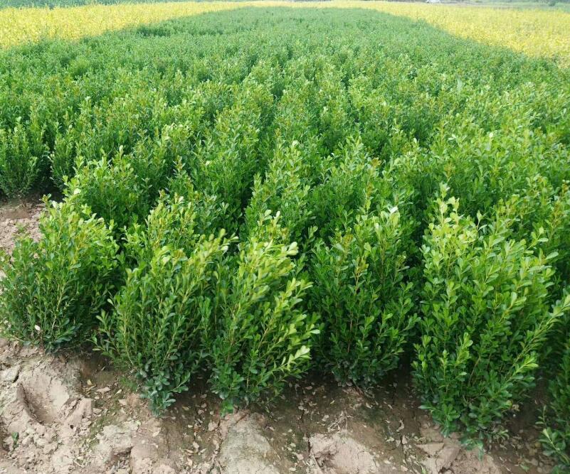 1644118246253236.jpg 1644118246253236.jpg