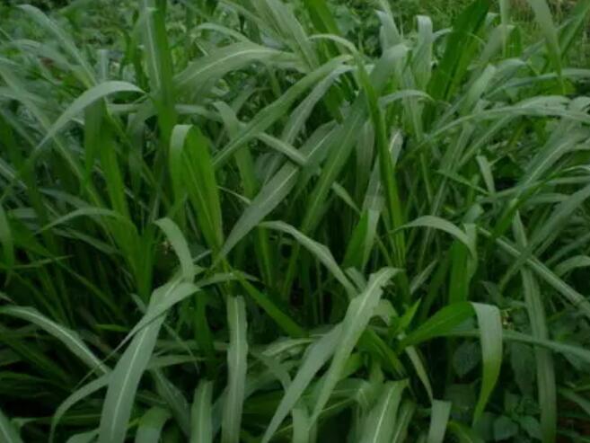 1644238987472730.jpg 1644238987472730.jpg