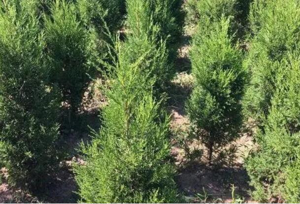 1644239249920694.jpg 1644239249920694.jpg