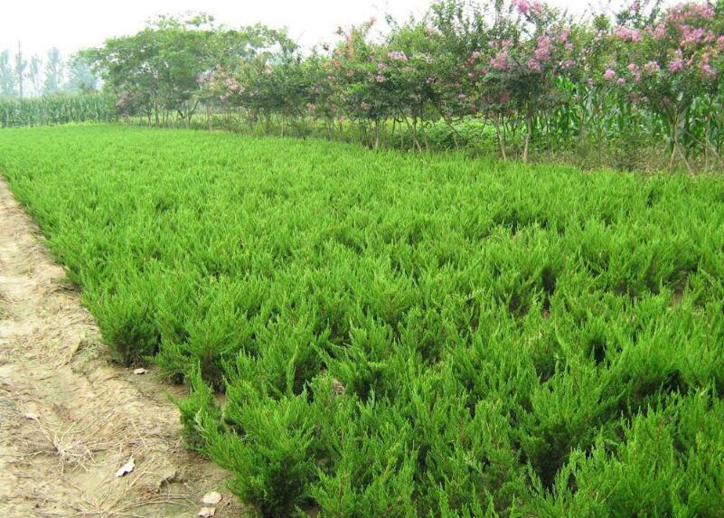 1644239374378036.jpg 1644239374378036.jpg