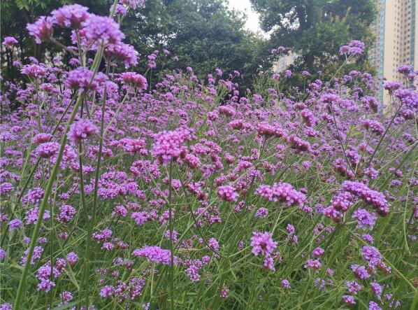 1644241394134190.jpg 1644241394134190.jpg